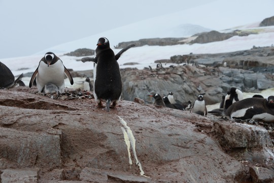 Forskere blev ’plimmelim’: Pingviner ved Antarktis udleder ekstreme mængder lattergas