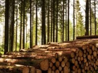 Ny rapport viser, at tilvæksten af skov i Europa langt overgår hugsten