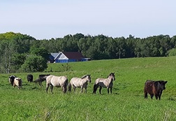 Vilde heste græsser ved Klostermosevej / BEFOLKNINGSREKORD - igen / millionbeløb til ældre og udsatte
